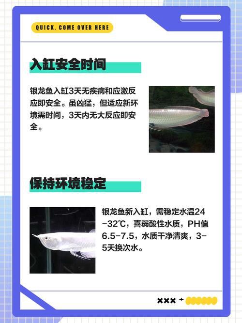 60cm缸養(yǎng)銀龍魚需要注意什么？