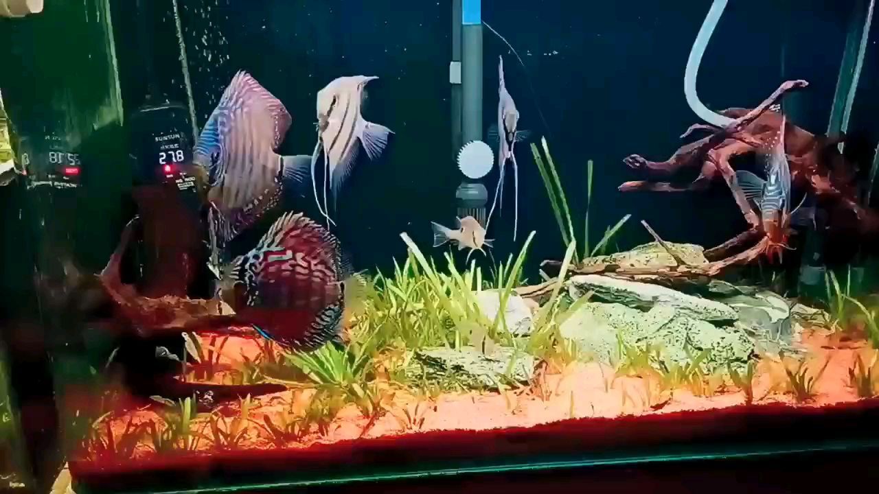 龍魚喂小魚需要消毒嗎為什么不吃食物：龍魚喂小魚需要消毒嗎