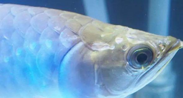 如何處理已經(jīng)感染爛頭病的龍魚？