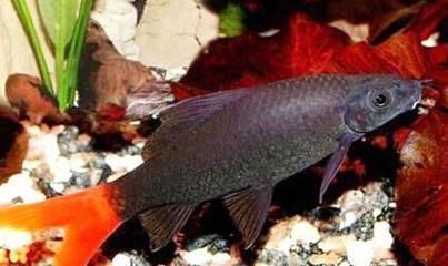 黑桃A魚混養(yǎng)疾病預防措施：黑桃a魚混養(yǎng)技術(shù)