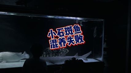 黑桃A魚混養(yǎng)疾病預防措施：黑桃a魚混養(yǎng)技術(shù)