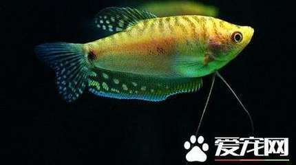 黑桃A魚混養(yǎng)疾病預防措施：黑桃a魚混養(yǎng)技術(shù)