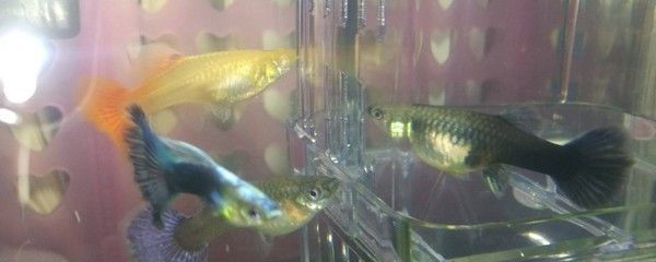 黑桃A魚混養(yǎng)疾病預防措施：黑桃a魚混養(yǎng)技術(shù)