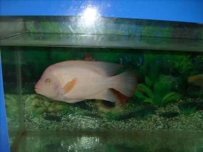 龍魚不吃食的解決辦法（如何判斷龍魚是否患病,龍魚換季食欲管理技巧）