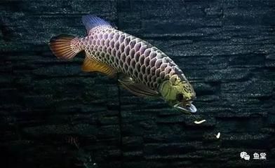 詳細閱讀:龍魚的挑選(如何挑選龍魚) 龍魚的挑選(如何挑選龍魚)