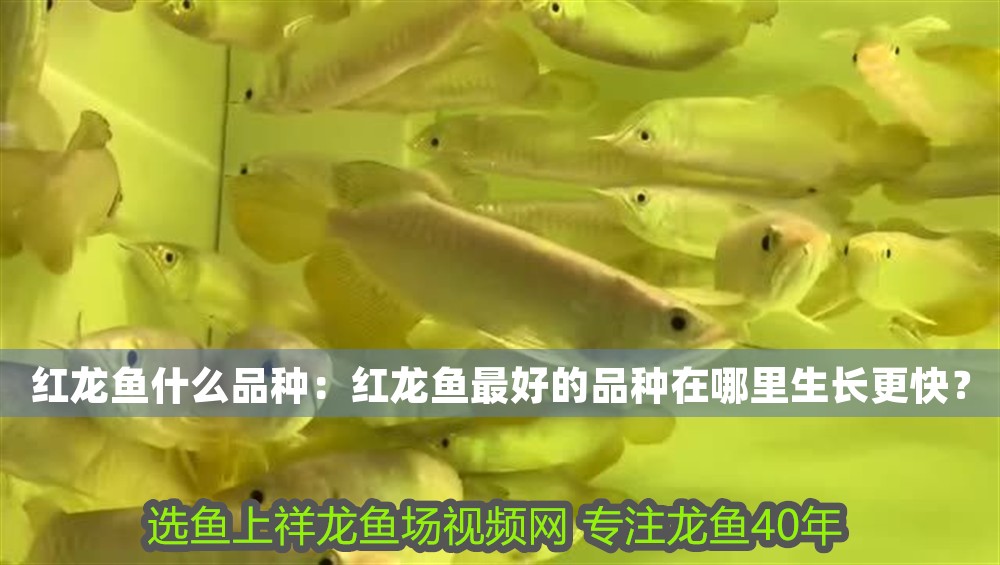 紅龍魚什么品種：紅龍魚最好的品種在哪里生長更快？