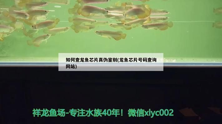 龍魚的飼養環境及背景顏色：龍巔app查詢龍魚證書如何辨別龍魚證書真偽