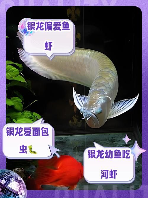 小銀龍魚吃什么飼料最好養