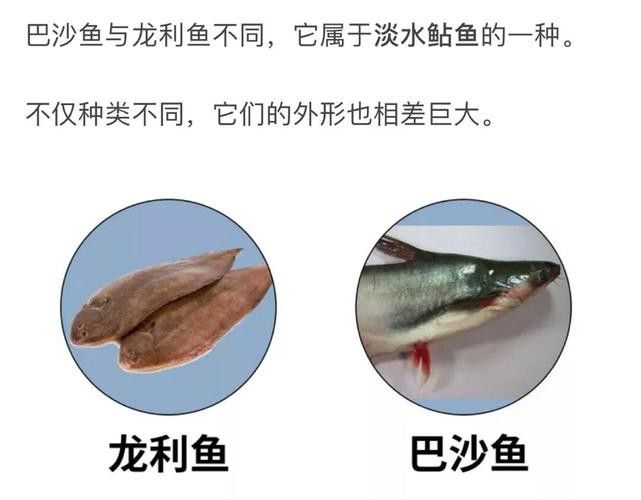 巴沙魚和龍魚是一種魚嗎圖片