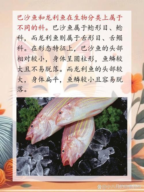 巴沙魚和龍魚是一種魚嗎圖片