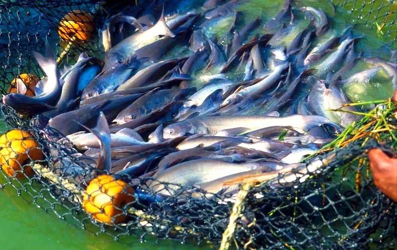 巴沙魚和龍魚是一種魚嗎圖片