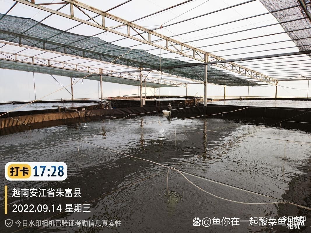 巴沙魚和龍魚是一種魚嗎圖片