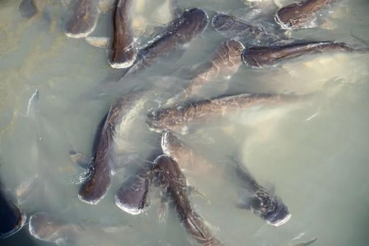 巴沙魚和龍魚是一種魚嗎圖片