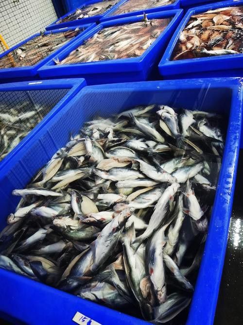 巴沙魚和龍魚是一種魚嗎圖片