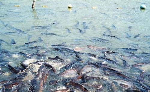 巴沙魚和龍魚是一種魚嗎圖片