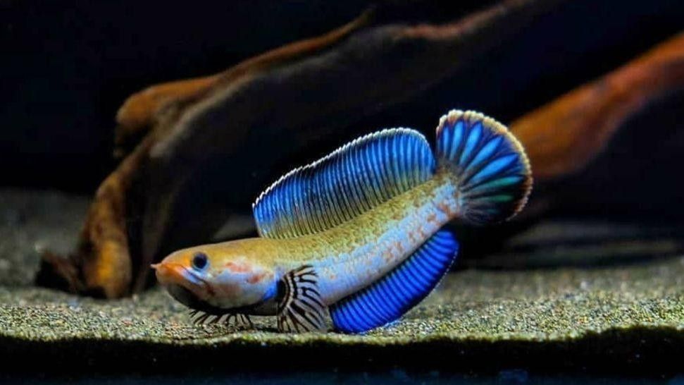 鬼王雷龍魚繁殖后如何護(hù)理？