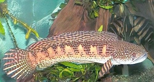 鬼王雷龍魚繁殖后如何護(hù)理？