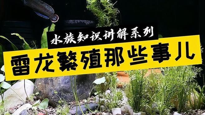 鬼王雷龍魚繁殖后如何護(hù)理？