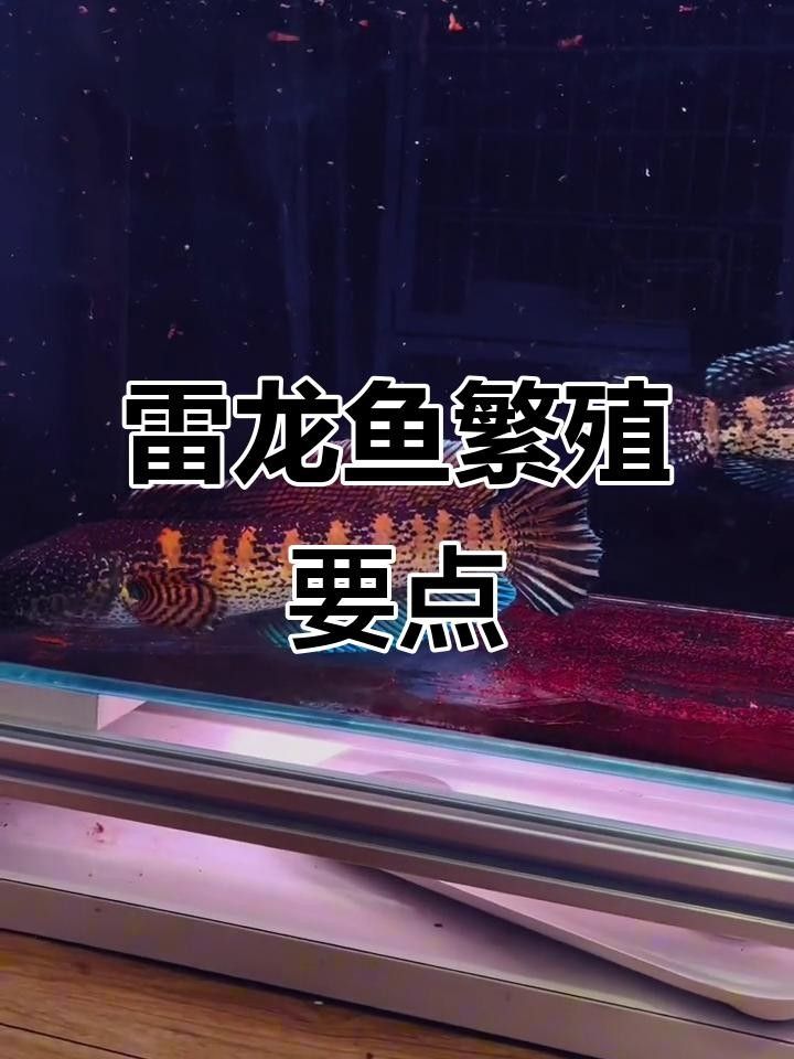 鬼王雷龍魚繁殖后如何護(hù)理？
