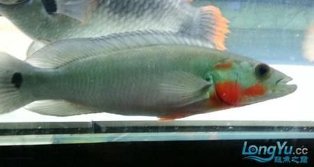 孔雀龍魚的飼養方法和注意事項：孔雀龍魚是一種美麗且具有挑戰性的觀賞性的觀賞魚