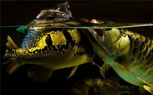 龍魚搶不到食物怎么辦：龍魚搶不到食物怎么辦，