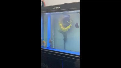 龍魚側(cè)身蹭缸怎么辦：龍魚側(cè)身蹭缸怎么辦龍魚側(cè)身蹭缸怎么辦