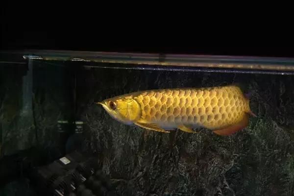 龍魚側(cè)身蹭缸怎么辦：龍魚側(cè)身蹭缸怎么辦龍魚側(cè)身蹭缸怎么辦