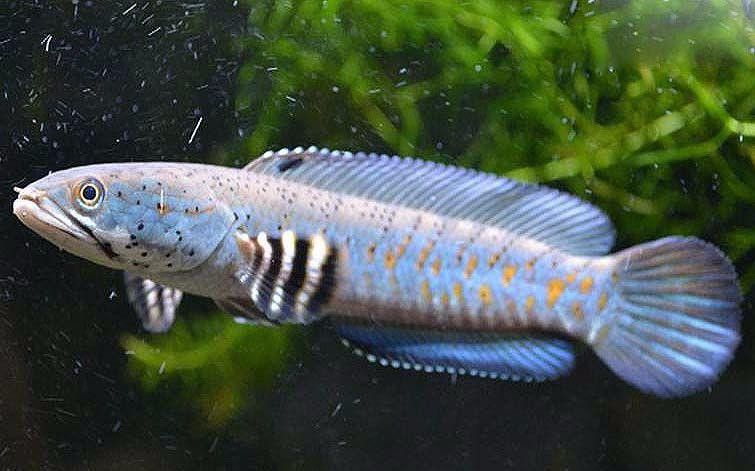 紅色雷龍魚品種大全圖