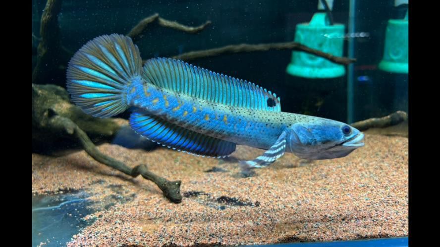 紅色雷龍魚品種大全圖