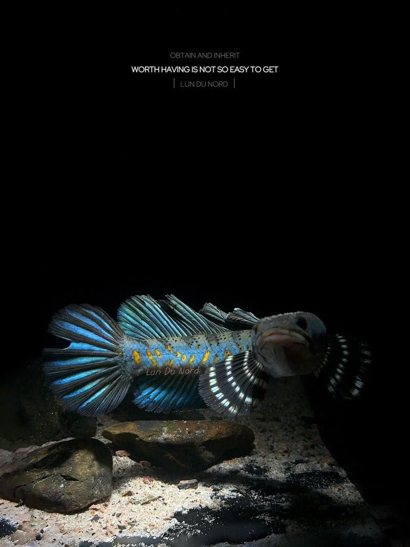 紅色雷龍魚品種大全圖