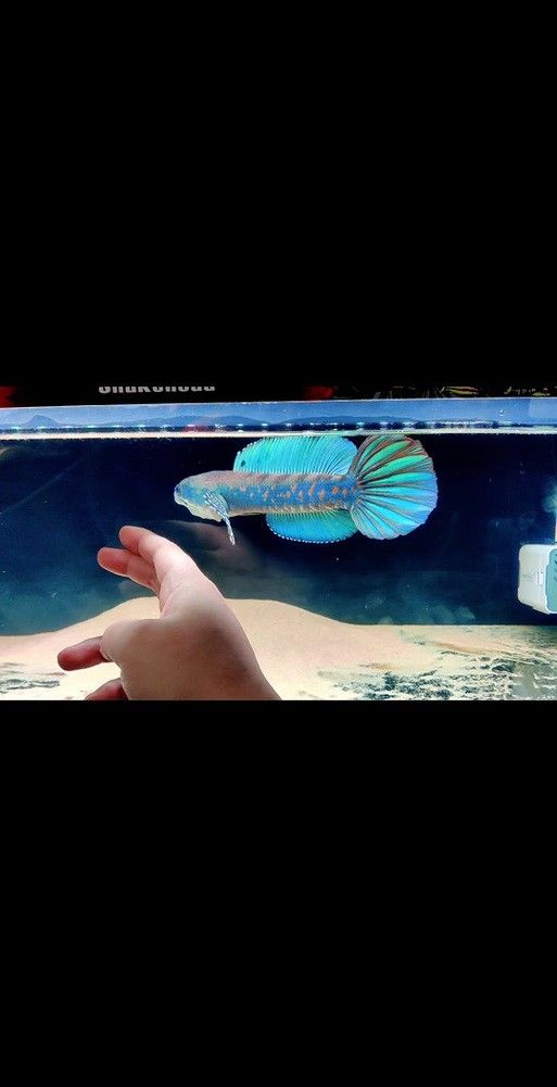 紅色雷龍魚品種大全圖
