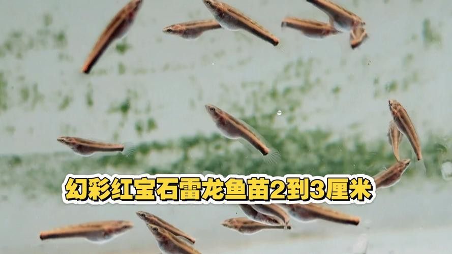 紅色雷龍魚品種大全圖