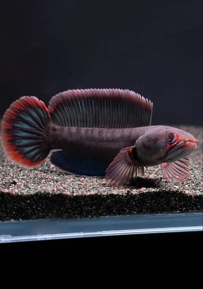紅色雷龍魚品種大全圖