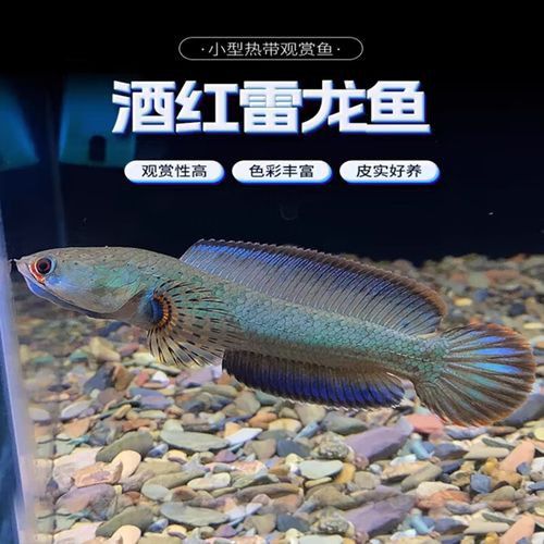 紅色雷龍魚品種大全圖