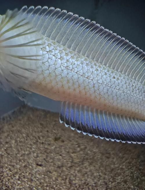 紅色雷龍魚品種大全圖