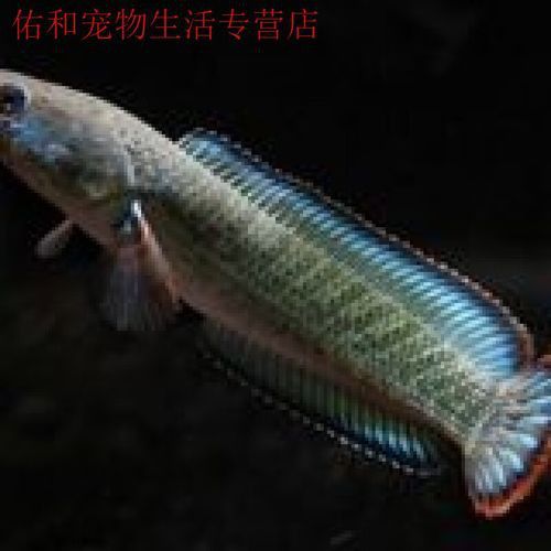 紅色雷龍魚品種大全圖