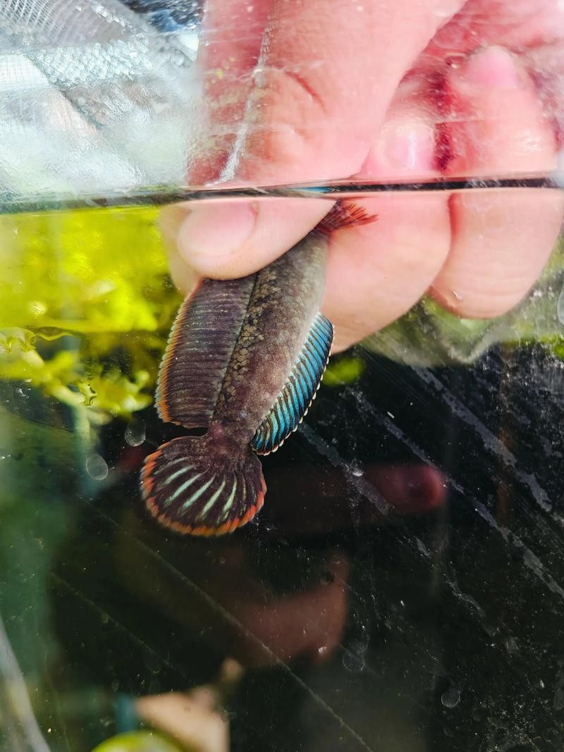 紅色雷龍魚品種大全圖