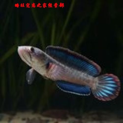紅色雷龍魚品種大全圖