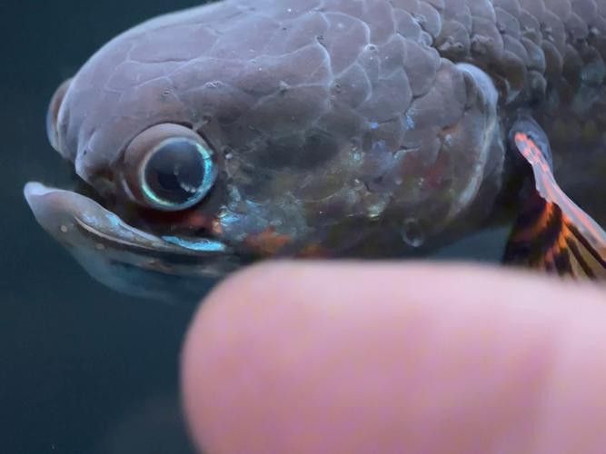 紅色雷龍魚品種大全圖