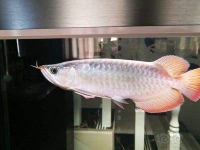 龍魚白燈24小時開是否存在問題，龍魚白燈24小時開有問題嗎：龍魚白燈24小時開是否存在問題