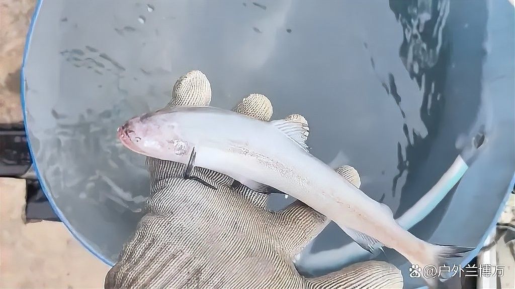 長的像龍魚的小型魚叫什么魚