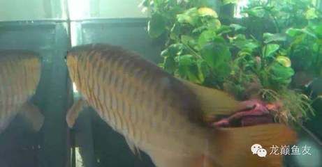 龍魚病癥與治療方法視頻：龍魚常見疾病及其治療方法