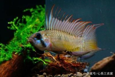 哪個牌子的魚缸殺菌燈好，如何選擇適合自己魚缸的殺菌燈