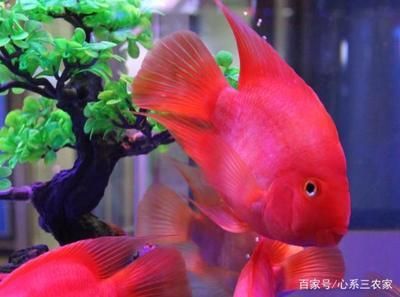 哪個牌子的魚缸殺菌燈好，如何選擇適合自己魚缸的殺菌燈