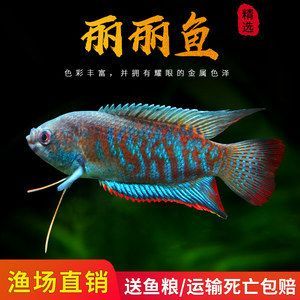 黃曼龍魚兇還是藍(lán)曼龍：黃曼龍魚和藍(lán)曼龍魚各有其特點(diǎn)和挑戰(zhàn)