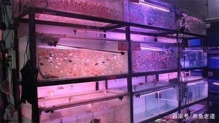 龍魚35度會死嗎【龍魚在35度以上的水溫下會死亡嗎？】