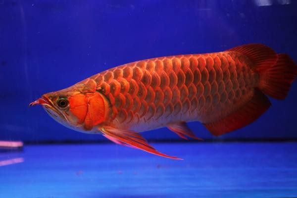 紅龍魚燈擺放位置圖解圖片
