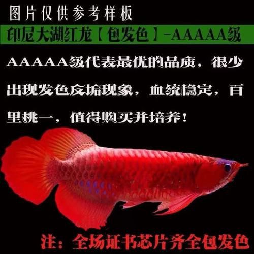 印尼紅龍魚魚苗的價格多少錢一只啊視頻