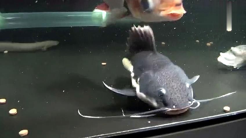 飛鳳魚和龍魚混養