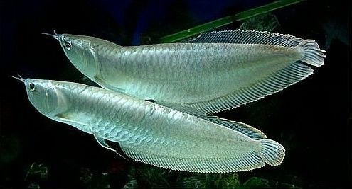 銀龍魚最多能長到多大呢